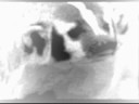 Remembering the badgers
