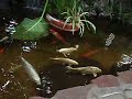 Koi Carp Koi Carp