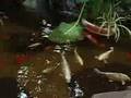 Koi-Carp