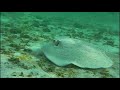 Maldive - Snorkeling al Dhonveli