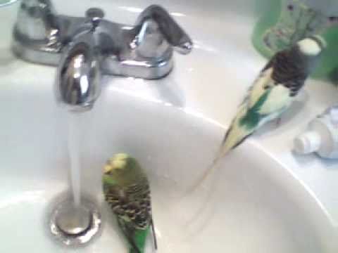 Parakeets Taking a Bath