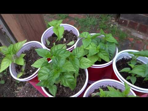 how to transplant ghost peppers