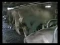 Cows Being Milked - Cowshed, Tirol, Austria