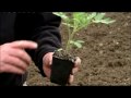 Tips On Growing Your Own Tomatoes