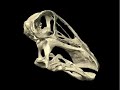 WitmerLab: Nigersaurus Skull - Intermediate Posture WitmerLab: Nigersaurus Skull - Intermediate Posture