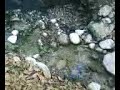 tepexi el lugar natal de navir el esposo de mi tia
