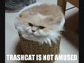 Caturday Caturday
