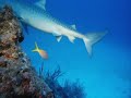 Sous la mer (1 ) Sous la mer (1 )