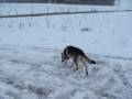 RUNNINGWOLF- ASHOKA AND VOICE ON SNOW