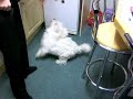 I, Dog I, Dog