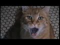 Starving Kitties.  Please help