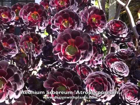 how to transplant aeonium