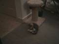 Cute little kitty