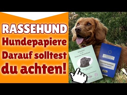 Rassehund Hundepapiere - Auf was du bei Rassehund H ...