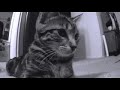 Annie and Zoey : Cat Play Video