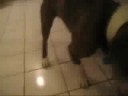 SPENCER MY CUTE DOG THE CUTEST DOG EVER