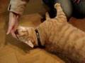 きれいなお姉さんは好きですか★にゃんず日記★おやじ猫ちゃとらん