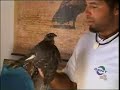 cigüeña negra gana el accesit del certamen videodiversidad