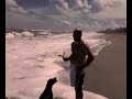 Dogs Playing at the Beach