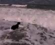 Dogs-Playing-at-the-