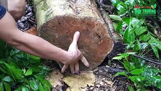 Yên Bái: 400 ha rừng đầu nguồn…đang bị phá !?