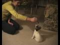 videos de baby molly