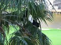 Boat-Tailed Grackle display
