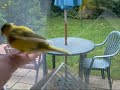 My Canary Freddy Sits On My Arm My Canary Freddy Sits On My Arm