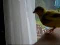 My Canary Freddy Sits On My Arm