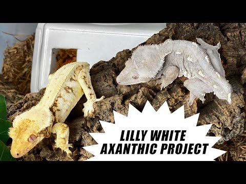 YouTube reptile video
