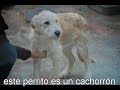Perros de la protectora ASPACAN, Laredo - Cantabria -2�part.
