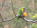 Lorikeet chick feeding