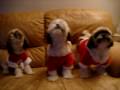 Shih