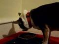 Chowhound: Elvis eats, part 3