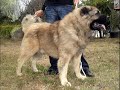 KO from RUSKI IZVOR.wmv