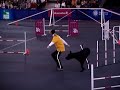 2007 AKC Eukanuba Finals Great Dane