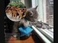 videos de Funny pic movie for fun