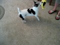 Dog Video Thumb