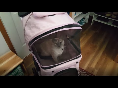 How to take your cat for a stroller ride:  Paws & Pals Jogger Folding Dog & Cat Stroller Review