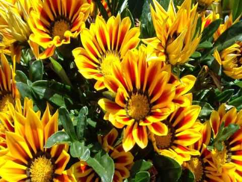 Gartenblumen im Herbst