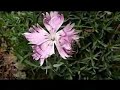 Panasonic FZ50 camera test