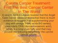 Canine Cancer Treatment Find The Best Cancer Center In The World