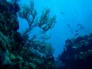 Rebreather Wall Diving at Anchor Reef West Caicos Rebreather Wall Diving at Anchor Reef West Caicos