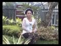 SURUH KETEMU ROSE