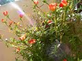 Flowers blooming Flowers blooming