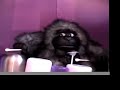 Cadburys Gorrilla Ad
