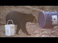 Chassea L Ours 2012