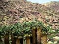 Anza Borrego Desert State Park Palm Canyon Trail ...