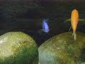 Metriaclima callainos scrapes on the rock for algae