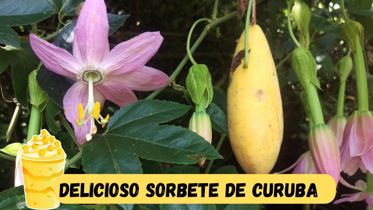 ¡Descubre el Sabor Tropical con Nuestro Sorbete de Curuba!